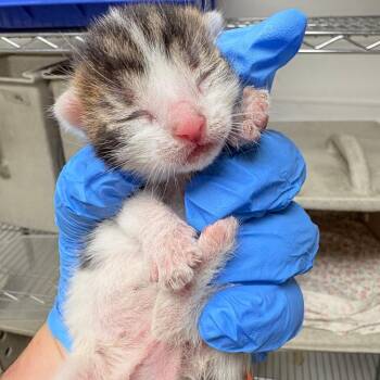 Corn Dog -  Domestic Short Hair Cat for Adoption in Philadelphia, Pennsylvania - Corn Dog | PetCurious