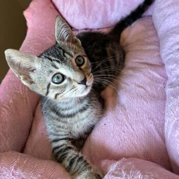 Berry -  Domestic Short Hair Cat for Adoption in Cumming, Georgia - Berry | PetCurious