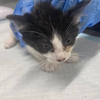 Sparkler -  Domestic Short Hair Cat for Adoption in Summerville, South Carolina - Sparkler | PetCurious
