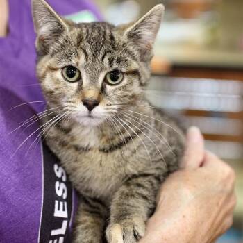 Rescue Domestic Short Hair Cats for Adoption in Fairfax, Virginia - Sweet And Stripey- Jynx | PetCurious