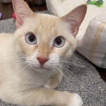 Saint -  Siamese Cat for Adoption in Syosset, New York - Saint | PetCurious