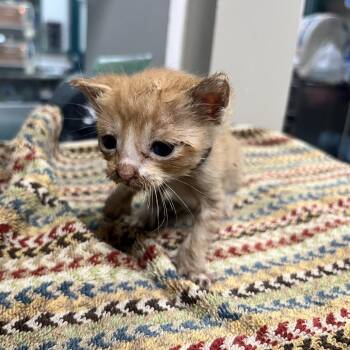 Salvatore -  Domestic Short Hair Cat for Adoption in Pasadena, California - Salvatore | PetCurious