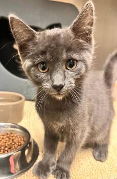 Muddle -  Domestic Short Hair Cat for Adoption - Muddle | PetCurious
