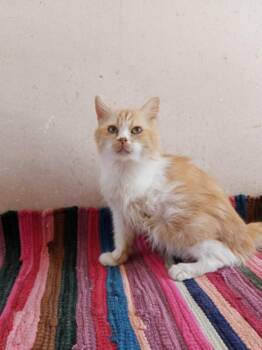 Rescue Persian Cats for Adoption in Brampton, Ontario - Gamla- 3 Legs | PetCurious