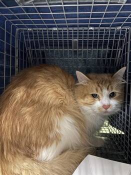 Domestic Long Hair Cats Available for Adoption - PEPPERJACK | PetCurious