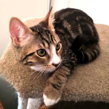 Brooks -  Domestic Medium Hair and Tabby Cat for Adoption in Glendale, Arizona - Brooks | PetCurious