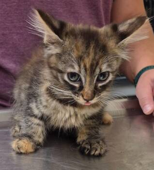 Louise -  Domestic Medium Hair Cat for Adoption in Christiansburg, Virginia - Louise | PetCurious