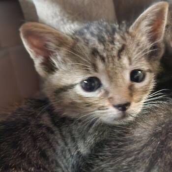 Zeke K46469 -  Domestic Short Hair Cat for Adoption in Corsicana, Texas - Zeke K46469 | PetCurious