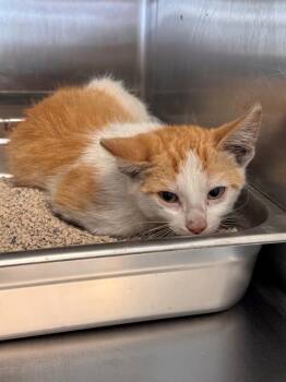 FREEDOM -  Domestic Short Hair Cat for Adoption in Tustin, California - FREEDOM | PetCurious
