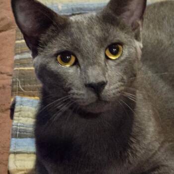 Gryphon -  Domestic Short Hair Cat for Adoption in Tulsa, Oklahoma - Gryphon | PetCurious