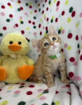 Tabby Cats Available for Adoption in Tavares, Florida - Wolfie | PetCurious