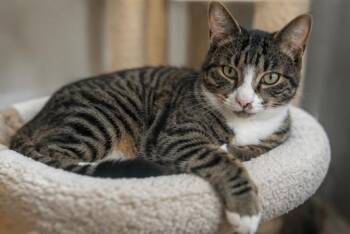 Sol -  Domestic Short Hair Cat for Adoption in Houston, Texas - Sol | PetCurious