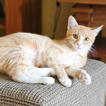 Rescue Domestic Short Hair Cats for Adoption in Bloomington, Illinois - Sophia | PetCurious