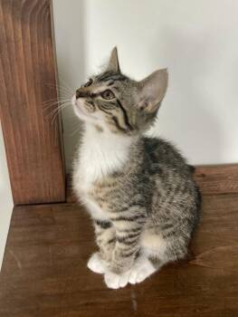 Lizzie -  Domestic Short Hair Cat for Adoption in Topeka, Kansas - Lizzie | PetCurious