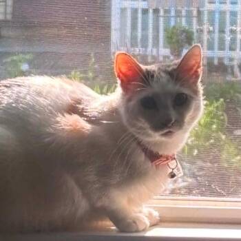 Mochi -  Domestic Short Hair Cat for Adoption - Mochi | PetCurious