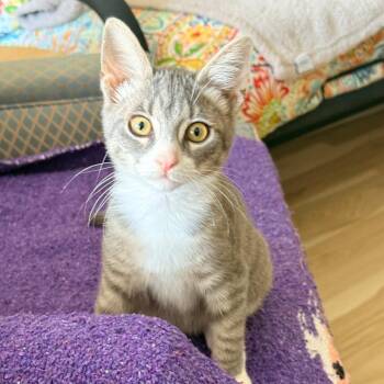 Nadia -  Domestic Short Hair Cat for Adoption in Houston, Texas - Nadia | PetCurious
