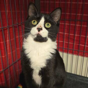 Firefly -  Domestic Short Hair Cat for Adoption in Milan, Illinois - Firefly | PetCurious
