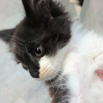 Motmot -  Domestic Medium Hair Cat for Adoption in Spanish Fork, Utah - Motmot | PetCurious