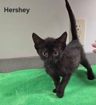 Hershey -  Domestic Short Hair Cat for Adoption in Mount Carmel, Illinois - Hershey | PetCurious