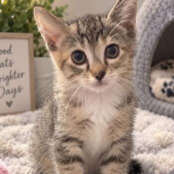 Piper -  Torbie and Domestic Short Hair Cat for Adoption in Andover, Minnesota - Piper | PetCurious