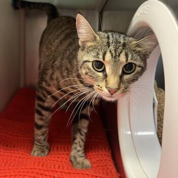Lea -  Domestic Short Hair Cat for Adoption in Fairport, New York - Lea | PetCurious