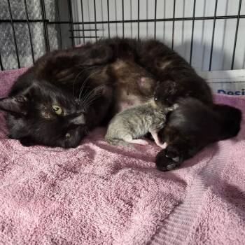 Fizzy -  Domestic Short Hair Cat for Adoption in Chicago, Illinois - Fizzy | PetCurious