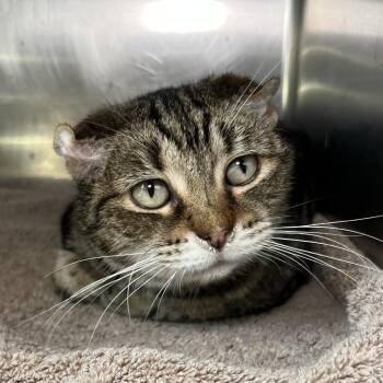 Metella -  Domestic Short Hair Cat for Adoption in Palm Springs, California - Metella | PetCurious