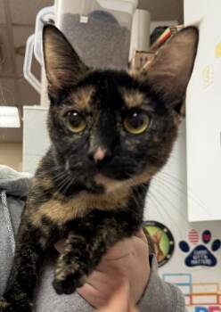Chrysanthemum -  Domestic Short Hair Cat for Adoption in Salisbury, Maryland - Chrysanthemum | PetCurious