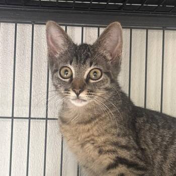 Heath -  Domestic Short Hair Cat for Adoption in Dallas, Texas - Heath | PetCurious