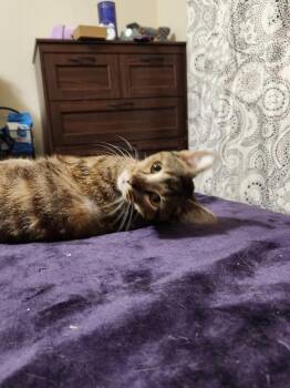 Tabby Cats Available for Adoption in San Antonio, Texas - Zuri | PetCurious
