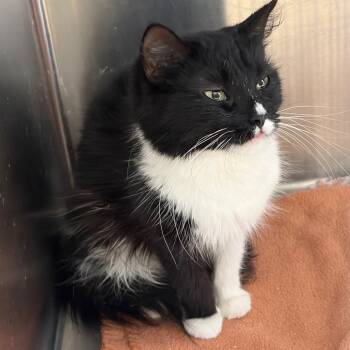Jett -  Domestic Long Hair Cat for Adoption in Ashtabula, Ohio - Jett | PetCurious