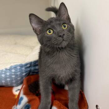 Dorian -  Domestic Short Hair Cat for Adoption in Stillwater, Oklahoma - Dorian | PetCurious