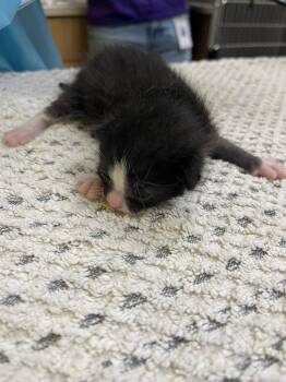 Toad -  Domestic Short Hair Cat for Adoption in Raleigh, North Carolina - Toad | PetCurious
