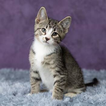 Rescue Domestic Short Hair Cats for Adoption in Saint Paul, Minnesota - Roan Inish | PetCurious