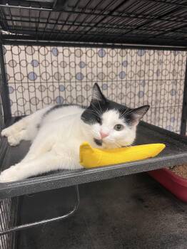 Rescue Domestic Short Hair Cats for Adoption in Thurmont, Maryland - Soup (Bonded Pair With Bean) | PetCurious