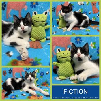 Domestic Short Hair Cats Available for Adoption in Corpus Christi, Texas - Fiction | PetCurious