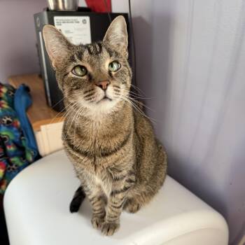 Gingerbread -  Domestic Short Hair Cat for Adoption in Albany, New York - Gingerbread | PetCurious