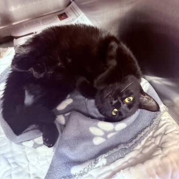 Rescue Domestic Medium Hair Cats for Adoption in Bridgewater, New Jersey - Pixie | PetCurious