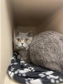 Alice -  British Shorthair Cat for Adoption in Quakertown, Pennsylvania - Alice | PetCurious