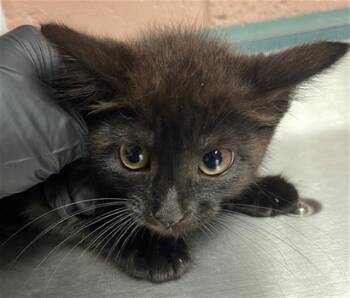 YEW -  Domestic Short Hair Cat for Adoption in Columbia, South Carolina - YEW | PetCurious