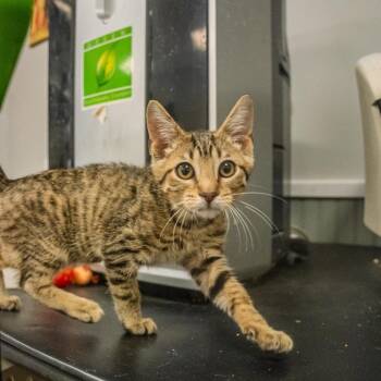Nimbus -  Domestic Short Hair Cat for Adoption in Pawling, New York - Nimbus | PetCurious