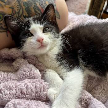 Domestic Short Hair Cats Available for Adoption in Richmond, Virginia - Bee | PetCurious