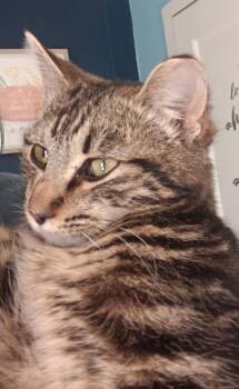 Domestic Short Hair Cats Available for Adoption - Cricket | PetCurious