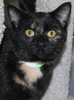 Rescue Domestic Short Hair Cats for Adoption in Huron, South Dakota - Ramen | PetCurious