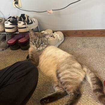 Found near Willow Creek Middle School Rochester MN -  Domestic Short Hair Cat for Adoption in Rochester, Minnesota - Found Near Willow Creek Middle School Rochester MN | PetCurious