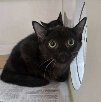 Onyx -  Domestic Short Hair Cat for Adoption in Phoenixville, Pennsylvania - Onyx | PetCurious