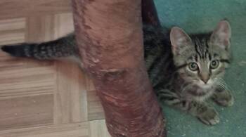 Min Min -  Tabby Cat for Adoption - Min Min | PetCurious