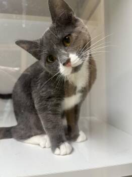 Rescue Domestic Short Hair Cats for Adoption in Haines, Alaska - Jughead | PetCurious