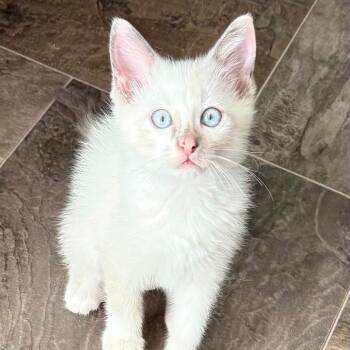 Exotica -  Siamese Cat for Adoption in Kansas City, Missouri - Exotica | PetCurious