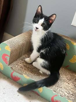 Oreo -  Domestic Short Hair Cat for Adoption in Lawrenceville, Georgia - Oreo | PetCurious
